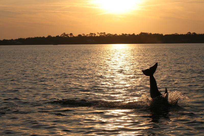 Dauphin Island sightseeing boat tour on the Alabama Gulf Coast with dolphins and family enjoying the view