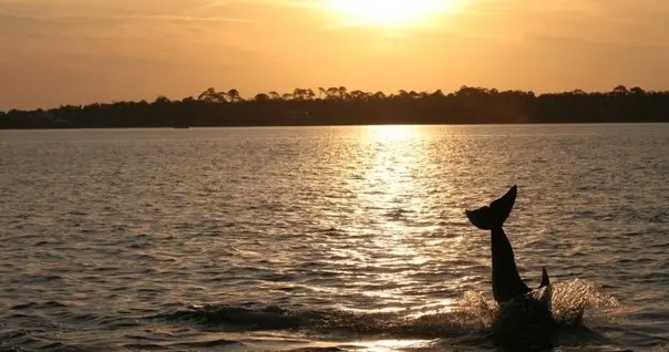 Can You See Dolphins and Wildlife on a Boat Tour in Gulfport?