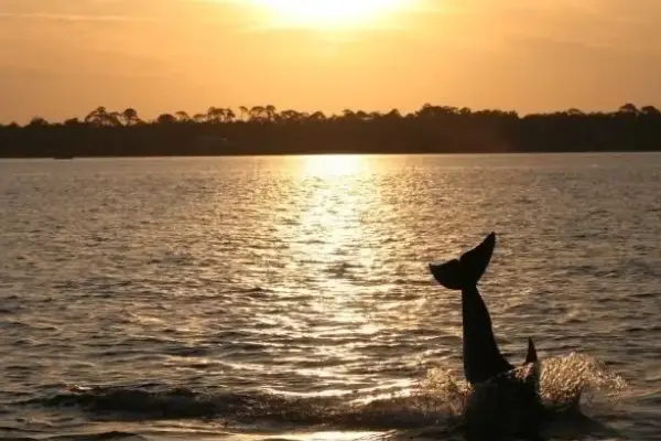 Sunset & Dolphin Watching