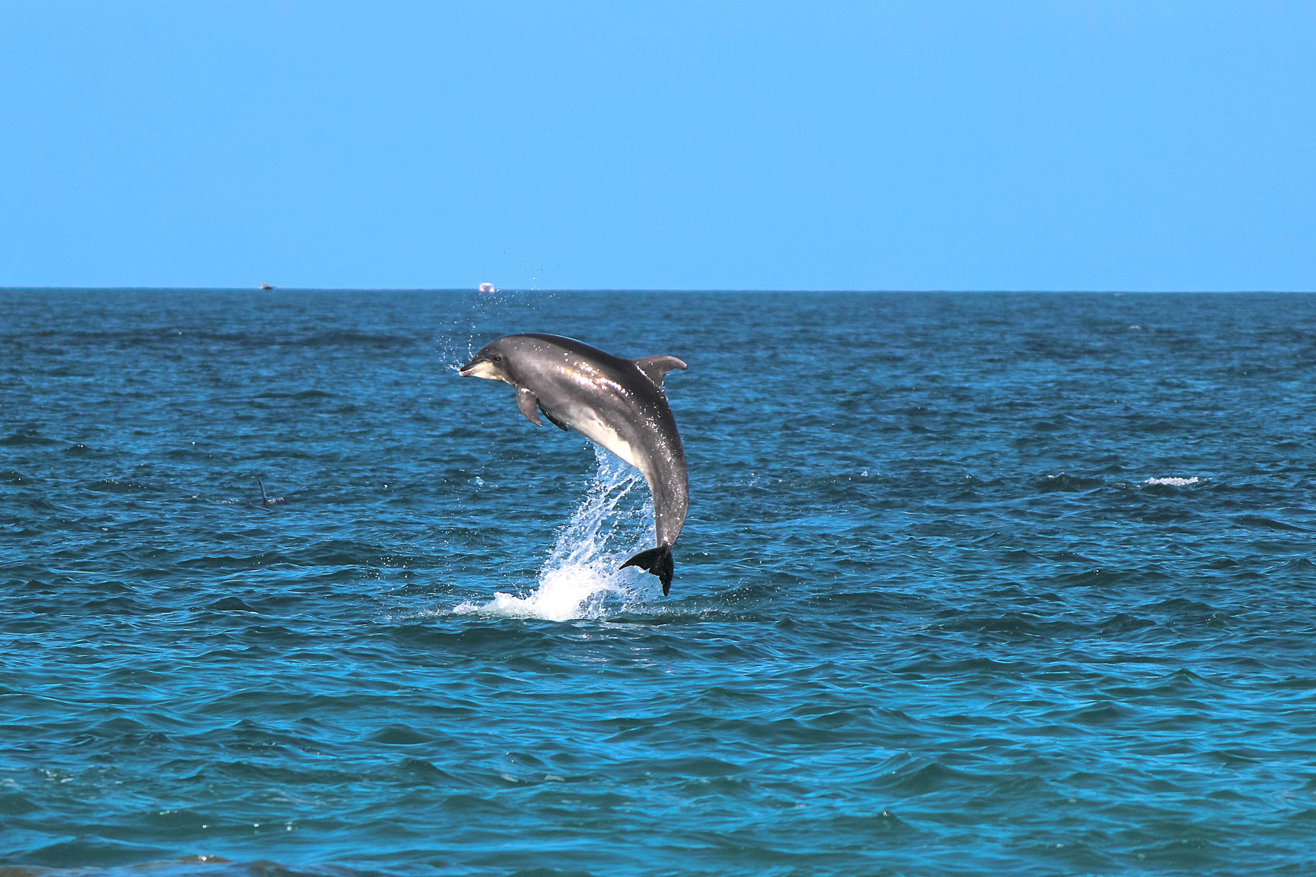 Dolphins and wildlife seen from a Gulfport boat tour